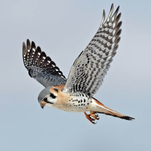 American Kestrel male hovering. Photo by Paul Rossi