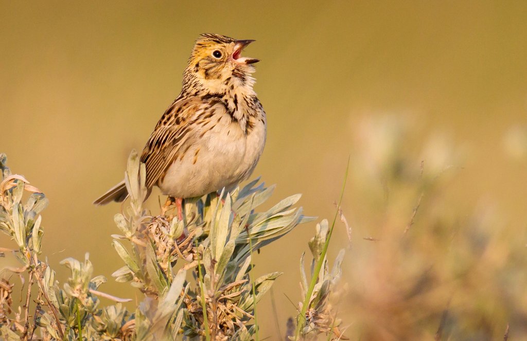 Baird's Sparrow. Photo by Paul B. Jones.