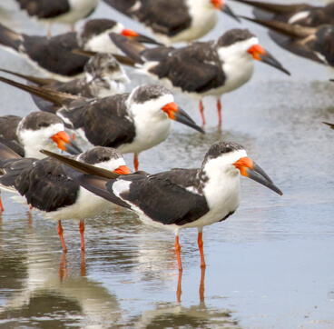 Black Skimmers, Ivan Kuzmin/Shutterstock. Gulf Coast birds