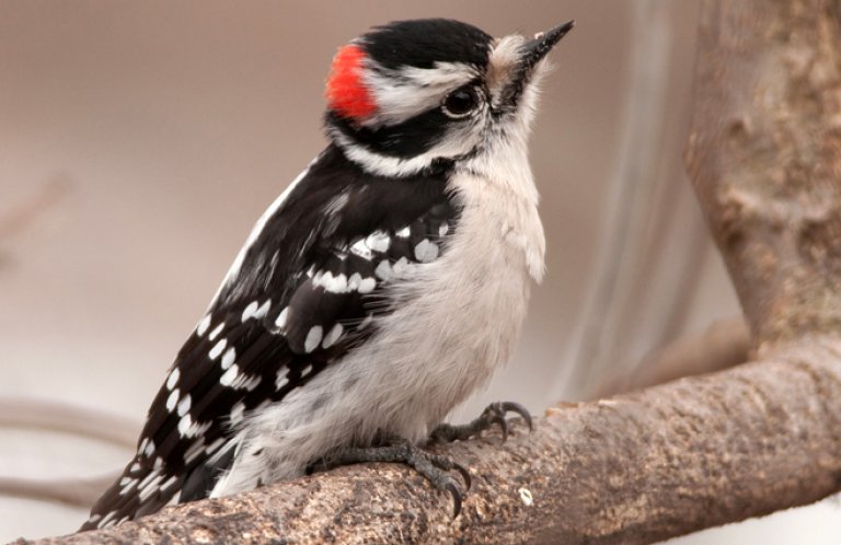 Downy Woodpecker by Gerald A. DeBoer, Shutterstock