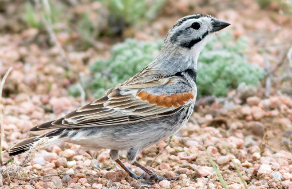 Thick-billed Longspur by Frode Jacobsen, Shutterstock