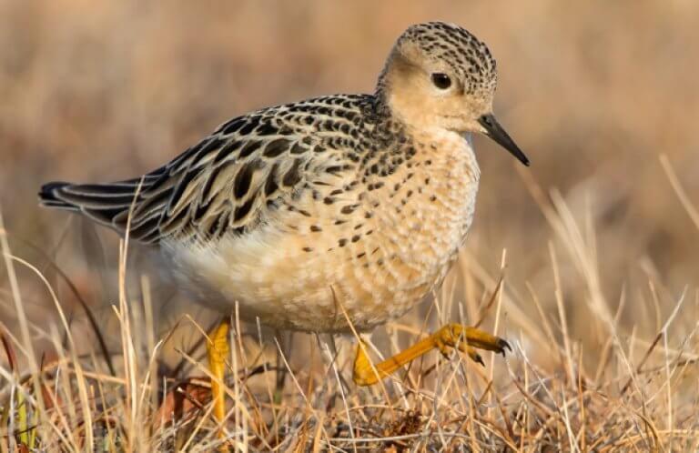 Buff-breasted Sandpiper. Photo by Agami Photo Agency, Shutterstock