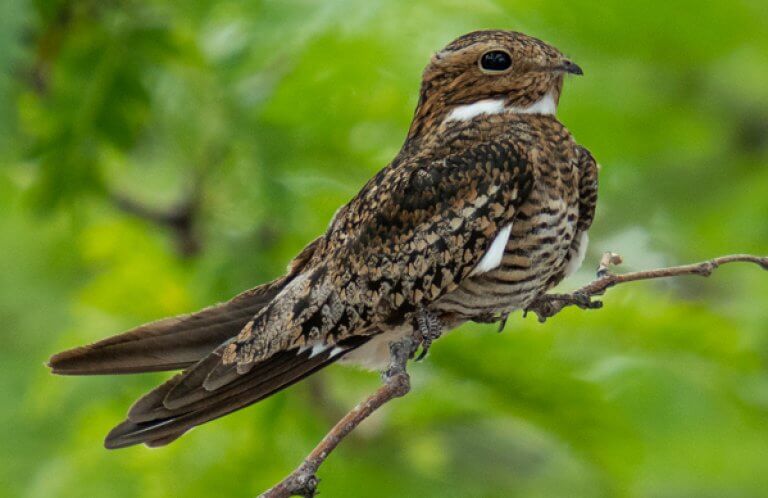 Common Nighthawk by Jason Cole, Macaulay Library at the Cornell Lab of Ornithology.
