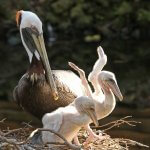 Brown Pelican and chicks. Photo by Julie Rubacha, Shutterstock