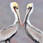 Brown Pelicans by Greg Homel, Natural Elements Productions
