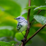 Cerulean Warbler photo by Ray Hennessy