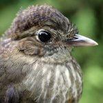 Cundinamarca Antpitta portrait by Andrés M. Cuervo, Macaulay Library at the Cornell Lab of Ornithology