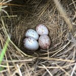 Eastern Meadowlark nest and eggs by John McKay, Macaulay Library at the Cornell Lab of Ornithology