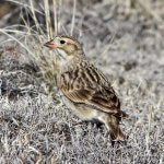 Female Thick-billed Longspur by Andrew Spencer, Macaulay Library at the Cornell Lab of Ornithology