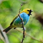 Gilt-edged Tanager calling by Amaury Pimenta, Macaulay Library at the Cornell Lab of Ornithology