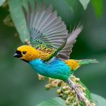 Gilt-edged Tanager by Birds Atlantic Fotografia, Macaulay Library at the Cornell Lab of Ornithology