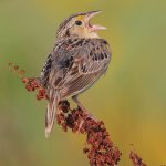 Grasshopper Sparrow singing by Dan Behm