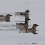 Group of Marbled Murrelets by Ken Rosenberg, Macaulay Library at the Cornell Lab of Ornithology.
