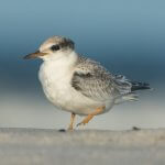 Juvenile Least Tern by Collin Stempien, Macaulay Library at the Cornell Lab of Ornithology