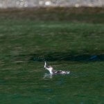 Juvenile Marbled Murrelet with sand lance prey. Photo by Robin Corcoran, USFWS.