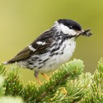 Male Blackpoll Warbler with food. Photo by August D. Onsgard, Macaulay Library at the Cornell Lab of Ornithology