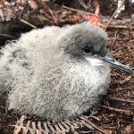Newell's Shearwater chick. Photo by Andre Raine.