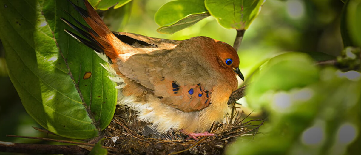 Blue-eyed Ground-Dove on nest by Tony Bichinski