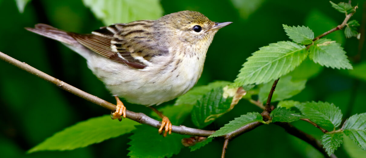 Female Blackpoll Warbler. Photo by Michael Brown, Macaulay Library at the Cornell Lab of Ornithology.