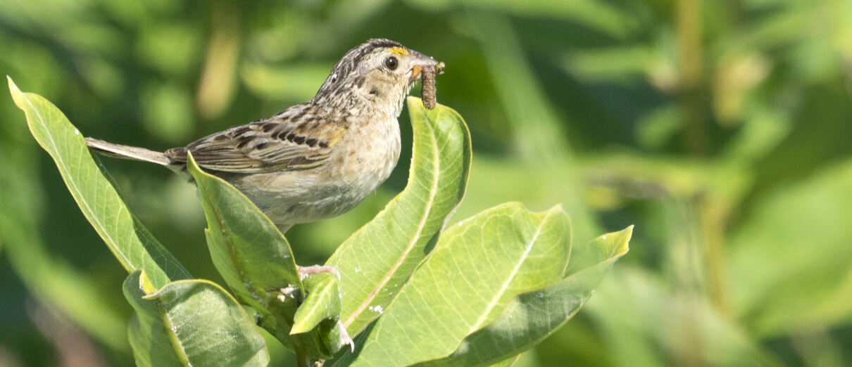 Grasshopper Sparrow with food by Andrew Weitzel