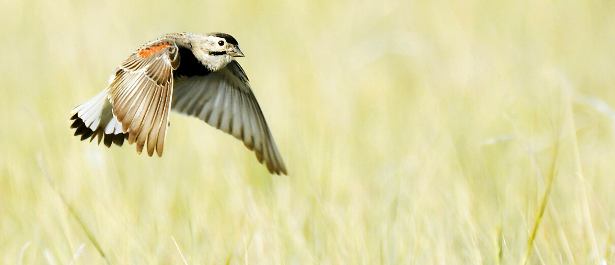 Male Thick-billed Longspur by Asher Warkentin, Macaulay Library at the Cornell Lab of Ornithology
