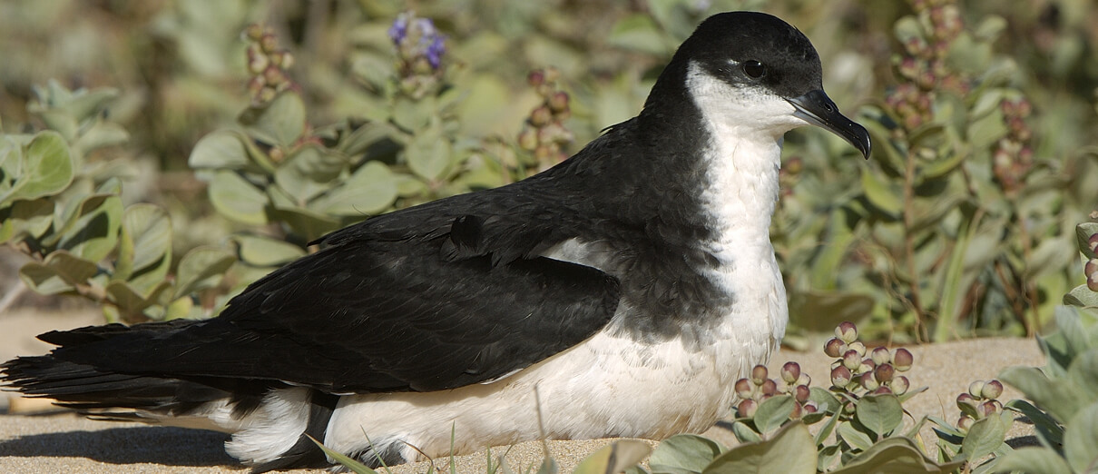 Newell's Shearwater. Photo by Jim Denny.