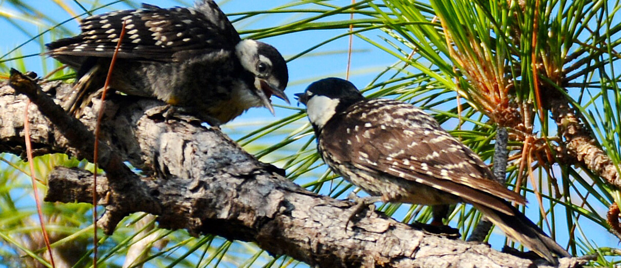 Red-cockaded Woodpecker adult (left) feeding a juvenile. Photo by John Whitehead, Macaulay Library at the Cornell Lab of Ornithology