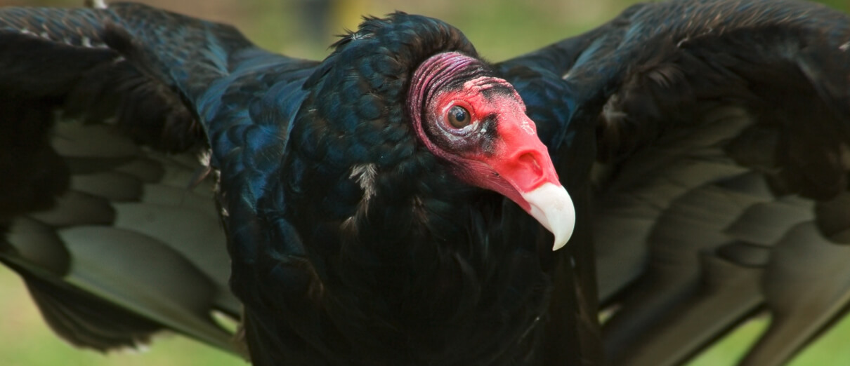 Turkey Vulture by Holly Kuchera, Shutterstock