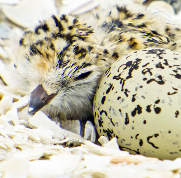 Snowy Plover chick and egg, Katheryn Harris. Gulf Coast birds