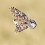 Male Thick-billed Longspur in flight. Note the T-shaped tail pattern. Photo by Ian Davies, Macaulay Library at the Cornell Lab of Ornithology