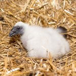 Turkey Vulture chick by Tony Campbell, Shutterstock