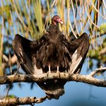 Turkey Vulture drying wings by Jean-Baptiste Toussaint, Shutterstock