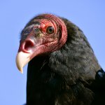 Turkey Vulture portrait by Christian Musat, Shutterstock